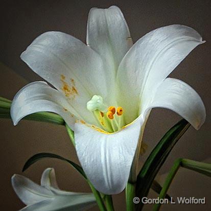 Easter Lily_DSCF01326-.jpg - Photographed at Ottawa, Ontario, Canada.